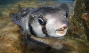 Stekfoto