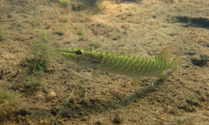 Stekfoto