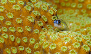 Stekfoto