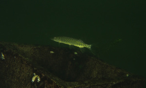 Stekfoto
