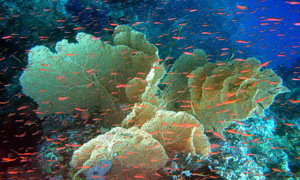 Stekfoto