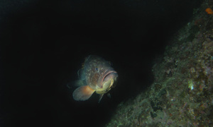 Stekfoto