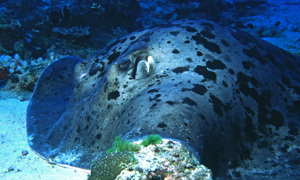 Stekfoto