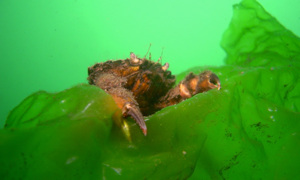 Stekfoto