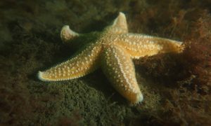 Stekfoto