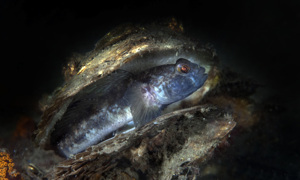 Stekfoto