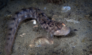 Stekfoto