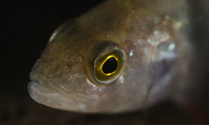 Stekfoto