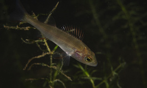 Stekfoto