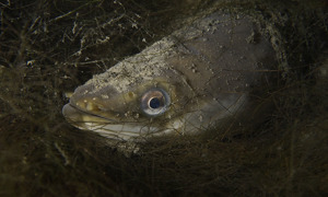 Stekfoto