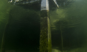 Stekfoto