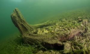 Stekfoto