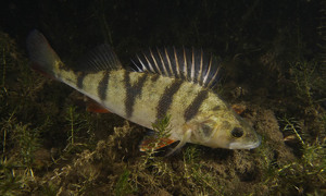 Stekfoto