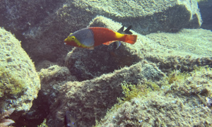 Stekfoto