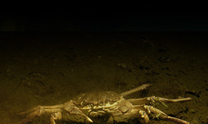 Stekfoto