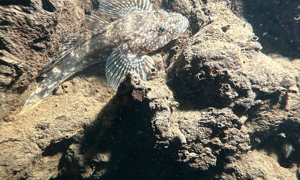 Stekfoto