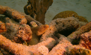Stekfoto