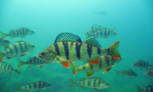 Stekfoto