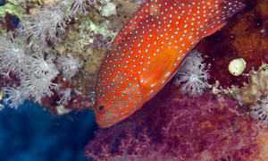 Stekfoto