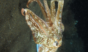 Stekfoto