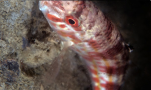 Stekfoto