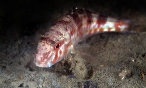 Stekfoto