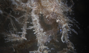 Stekfoto