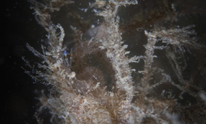 Stekfoto