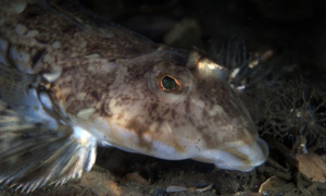 Stekfoto