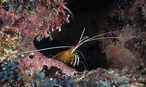 Stekfoto