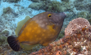 Stekfoto