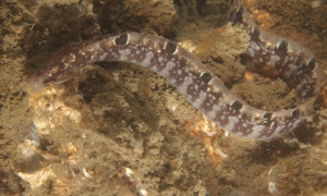 Stekfoto
