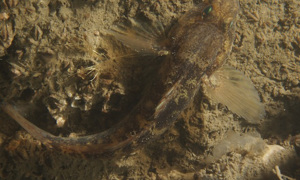 Stekfoto