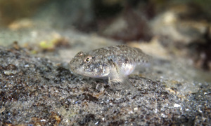 Stekfoto