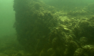 Stekfoto