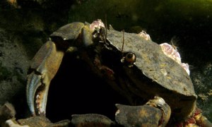 Stekfoto