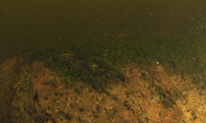 Stekfoto