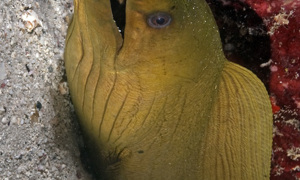 Stekfoto