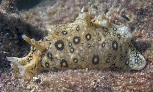 Stekfoto