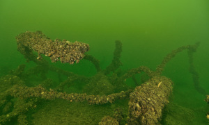 Stekfoto