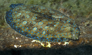 Stekfoto