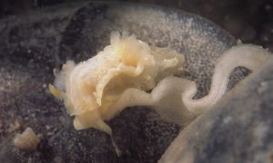 Stekfoto