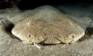 Stekfoto