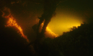 Stekfoto
