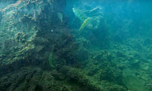 Stekfoto