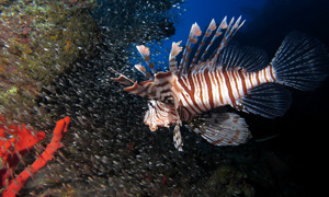 Stekfoto