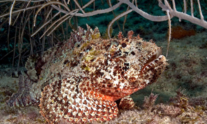 Stekfoto