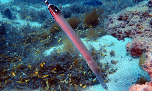 Stekfoto