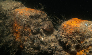 Stekfoto