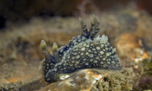 Stekfoto